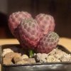 Sulcorebutia_rauschii_cv-violacidermis